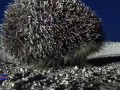 Funny hedgehog - Прикольный ежик "Злые вы, уйду я от вас…"