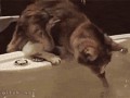 when_pets_play_17
