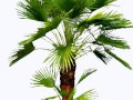 palma 1a
