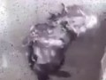 Сплинтер принимает душ