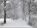 snowy winter00015