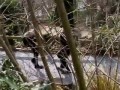 BigDog Beta (High Quality) - early Big Dog quadruped robot testing