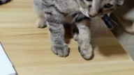 Smart cat