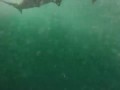 Tiger Shark vs. Hammerhead Shark