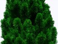 fir_tree_PNG2508
