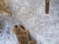 Щенки и хорек