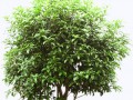 0_b9eeb_700ee965_L