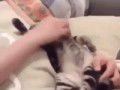 https__vk_com_gif_fak____________