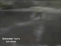 Funny Parkour cats