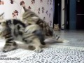 Кошачья Формула 1