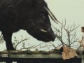 Beasts.of.the.Southern.Wild.2012.DVDRip.Xvid.AC3-TtRG3