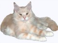 котик