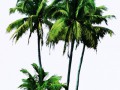 palm_tree_4