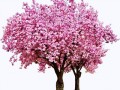 313-3132716_cherry-blossoms-cherry-blossom