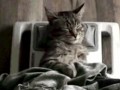 stressedoutkittygetsrelaxingmassage
