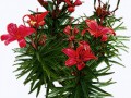 red_lilies_png___by_alz_stock_and_art-d7ogs6p