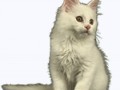 gatito_by_luisbc-d7hmokp