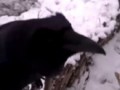 Вася - ворон!