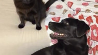Wait for it
