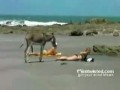 Frisky Donkey Finds Himself A Nice Little Ass !!!