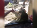 Обезьяна удивлена фокусом - Monkey Is Amazed By Man's Magic Trick