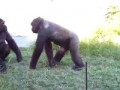 Драка обезьян