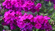 IMG_0006 копия