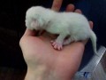 Маленький котёнок