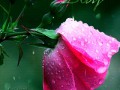 orig (7)