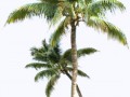 palm_tree_9