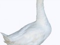 duck_PNG5015