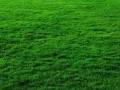 grass-background (2)