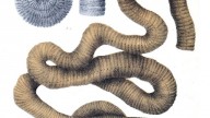 Megascolides_australis_by_Bartholomew