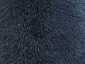 meh-kozha