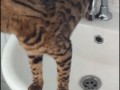 gifs_02