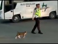 кот- самый главный пешеход