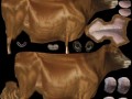 cow_01_li-min