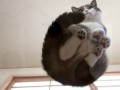 Watching Maru&Hana from the bottom.-