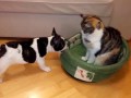 Puppy attempts to reclaim bed from cat