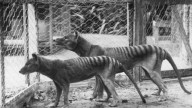 Tasmanian_tiger