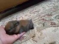Капелька милоты ищет себе уютное место