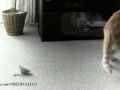 Спи, моя радость, уснииии