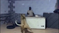 A Libyan man releases a lion on his workers