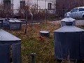 Ворона поссорилась с котом