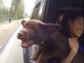 Счастье на морде и уши по ветру