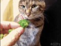 gifs_12