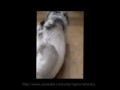 Sleep Running Dog