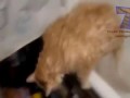 Подборка котов в ванной