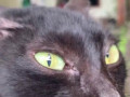 the cats be like whats going on