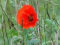 red poppy00010